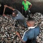Nana Benyin Quaison: Ghana's u-turn on closed fishing season