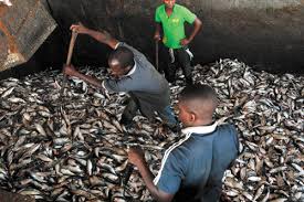 Nana Benyin Quaison: Ghana's u-turn on closed fishing season