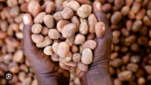 Offinso South MP urges COCOBOD to prioritise coffee and shea nuts