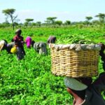 Concerned Farmers Association calls for licensing and training of farmers