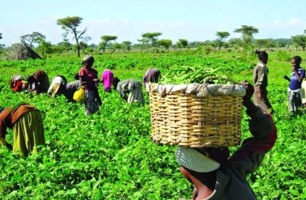 Concerned Farmers Association calls for licensing and training of farmers