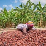 New cocoa producer price takes effect Friday