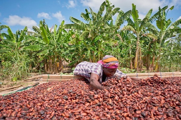 COCOBOD calls for stronger regional security collaboration to curb cocoa smuggling