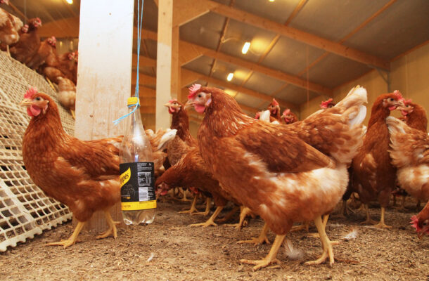 Government to rehabilitate National breeding stations to boost livestock production