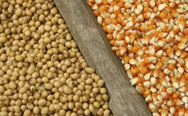 Buy grains from farmers - Gov’t directs buffer stock company