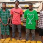 Police arrest four in Tema over suspected indian hemp