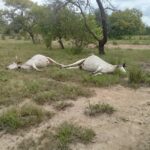 "Cattle Deaths inNorth Gonja linked to alleged overdose from unapproved vaccination