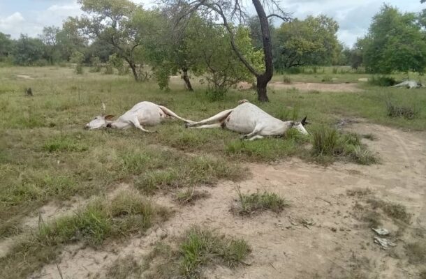 "Cattle Deaths inNorth Gonja linked to alleged overdose from unapproved vaccination