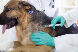 Ghana to begin mandatory pet vaccinations in January 2026
