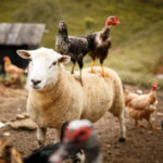 Ghana launches App to boost animal disease surveillance