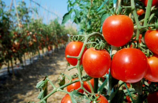 Asiedu Nketia urges Farmers to grow Tomato varieties suitable for processing