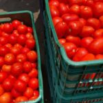 Upper East records 240-Tonne Tomato harvest under FSRP–FarmMate partnership