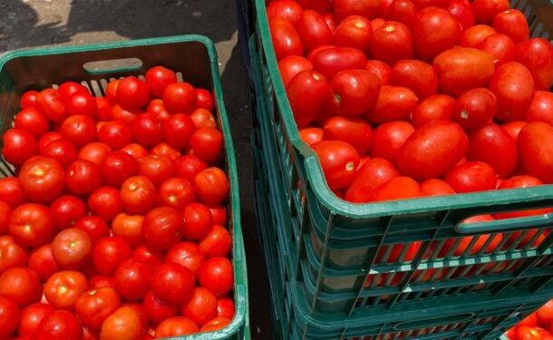 Tomato Traders praise government’s FSRP-FarmMate Project Produce