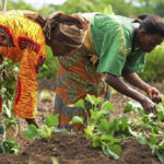 Anloga DCE supports 100 Young Women Farmers with fertiliser through Mastercard Foundation Initiative