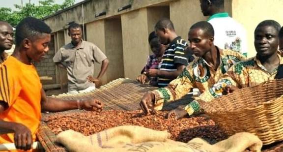 Record cocoa prices show persistent poverty among farmers