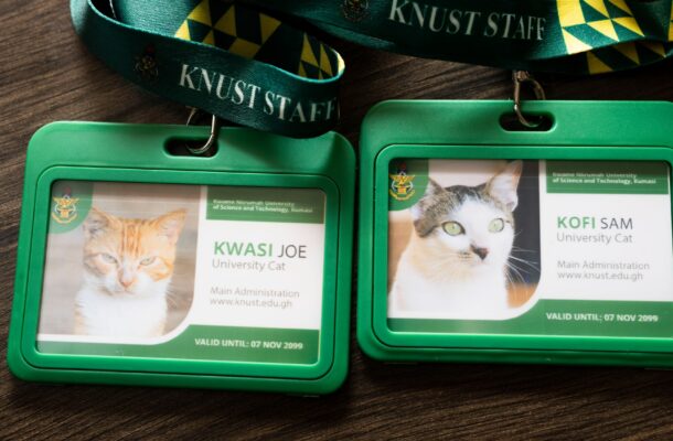 KNUST launches campus cat identity initiative