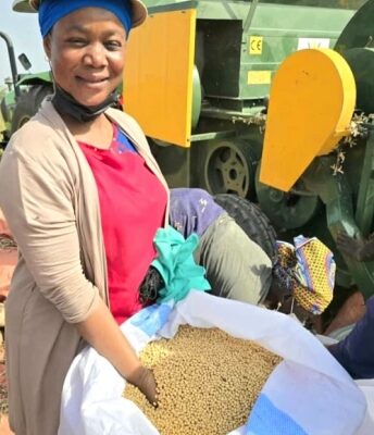 UDS releases new drought-tolerant cowpea varieties