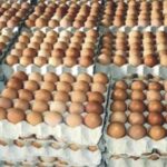 Greater Accra Poultry Farmers raise alarm over foreign influence amid egg glut