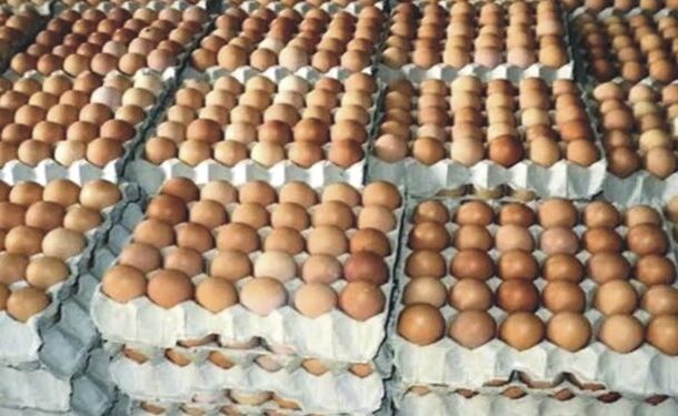Greater Accra Poultry Farmers raise alarm over foreign influence amid egg glut