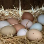 Gov't to buy surplus eggs to support farmers and school feeding programme