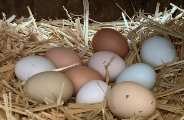 Gov't to buy surplus eggs to support farmers and school feeding programme