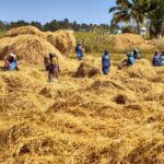 Northern Rice Farmers to stage massive protest over government inaction