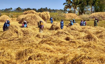 Northern Rice Farmers to stage massive protest over government inaction