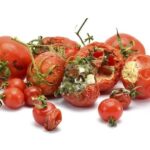 Tomato farmers in distress as harvest rots due to lack of buyers