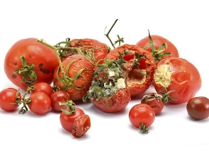 Tomato farmers in distress as harvest rots due to lack of buyers
