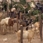 Goat, sheep prices stable amid festive season – Sunyani traders