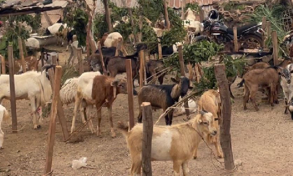 Goat, sheep prices stable amid festive season – Sunyani traders