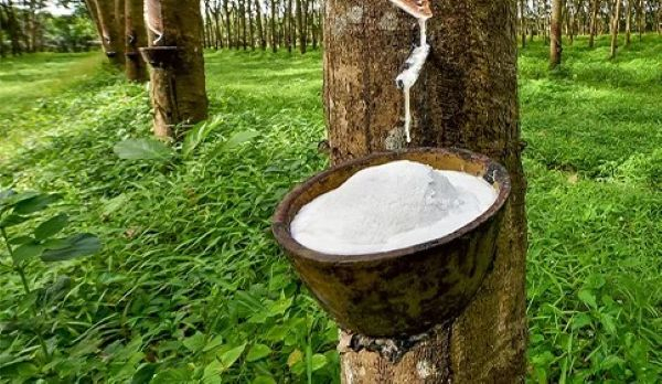 Rubber farmers reject calls for ban on raw rubber exports