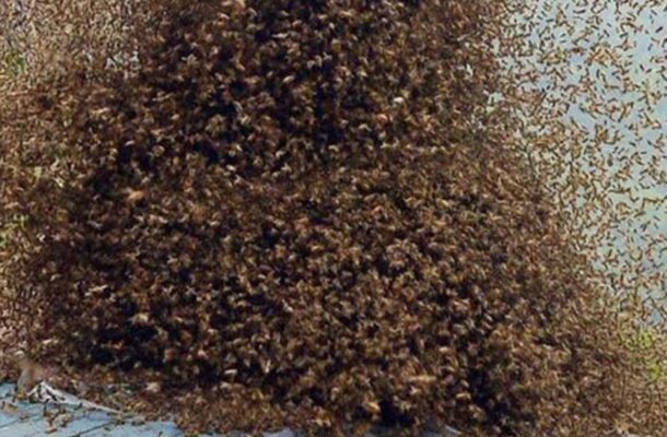 Bee attack leaves one dead following NDC campaign in Kpandai