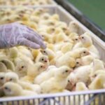 Government urged to halt Chicken imports to protect ‘Nkoko Nkitinkiti’ Project