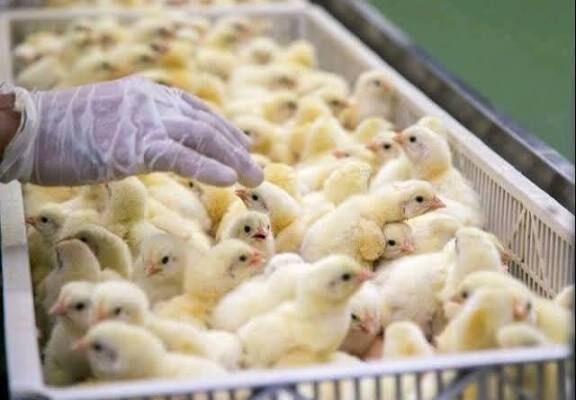 Government urged to halt Chicken imports to protect ‘Nkoko Nkitinkiti’ Project