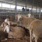 Cattle plague/National Veterinary Authority: In 2025, 129,507 heads were vaccinated