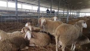 Cattle plague/National Veterinary Authority: In 2025, 129,507 heads were vaccinated