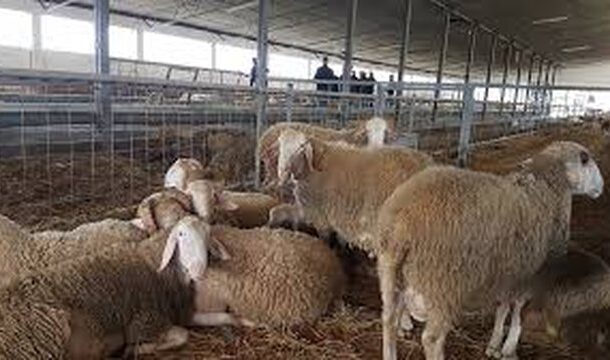 Cattle plague/National Veterinary Authority: In 2025, 129,507 heads were vaccinated