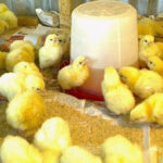Over 9,000 broiler chicks distributed in Asokore-Mampong under Nkoko Nkete-nkete initiative