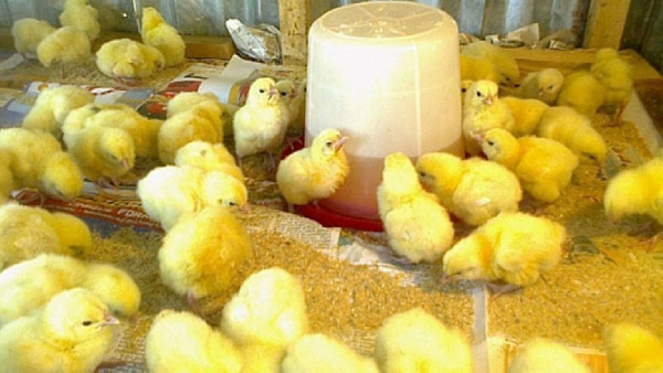 Over 9,000 broiler chicks distributed in Asokore-Mampong under Nkoko Nkete-nkete initiative