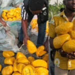 Police arrest 38-year-old man over suspected narcotic drug transport in Volta Region