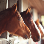 Study: Horses can smell human fear, scientists find