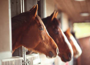 Study: Horses can smell human fear, scientists find