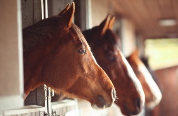 Study: Horses can smell human fear, scientists find