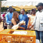 Deputy Agric Minister distributes 100,000 birds to boost government’s poultry expansion drive