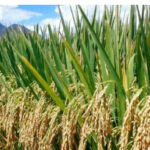 Local rice farmer appeals for support amid struggle to sell produce