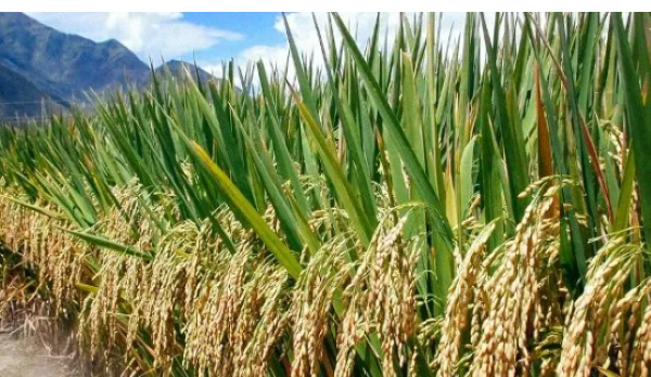 Local rice farmer appeals for support amid struggle to sell produce