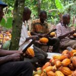 Government appeals for patience from Cocoa Farmers amid efforts to resolve sector challenges