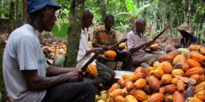 Cocoa Farmers demand immediate payments from COCOBOD