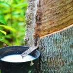Rubber processors urge government to regulate raw rubber exports